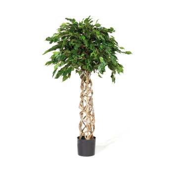 FICUS EXOTICA