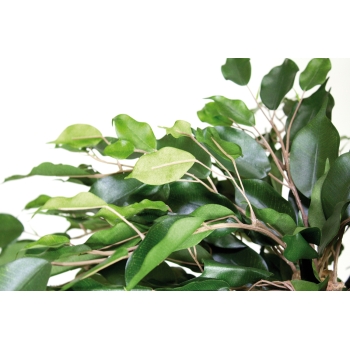 FICUS EXOTICA