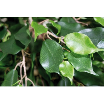 FICUS EXOTICA