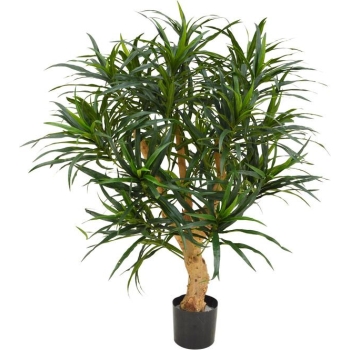 DRACENA REFLEXA